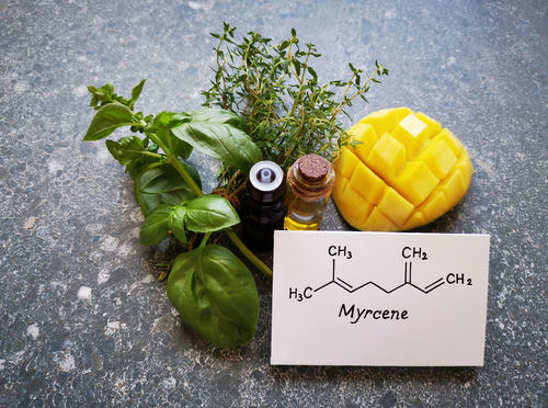 O mirceno é o terpeno mais pequeno da planta de canábis, mas impressiona pelo seu aroma forte e efeitos relaxantes. 