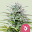 Royal Queen Seeds Cannabis Seeds Speedy Chile - Fast Feminized