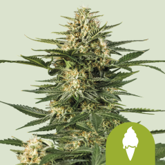 Royal Queen Seeds Насіння коноплі Green Gelato Auto