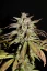 Fast Buds Cannabis Seeds Smoothie Auto