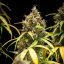 Royal Queen Seeds Seminte de canabis Triple G Auto