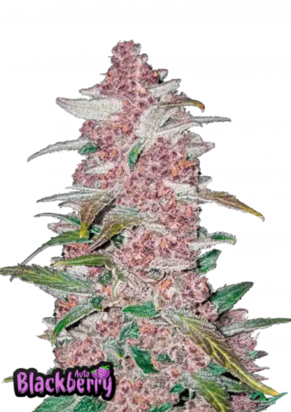 Fast Buds Sementes de Cannabis Blackberry Auto