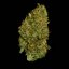 Royal Queen Seeds Seminte de canabis Milky Way F1 Auto