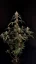 Fast Buds Cannabis Seeds AK Auto