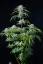 Fast Buds Cannabis Seeds Strawberry Banana Auto