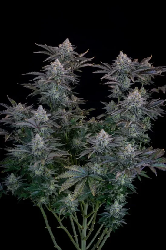 Graines de cannabis Fast Buds Gorilla Cookies FF