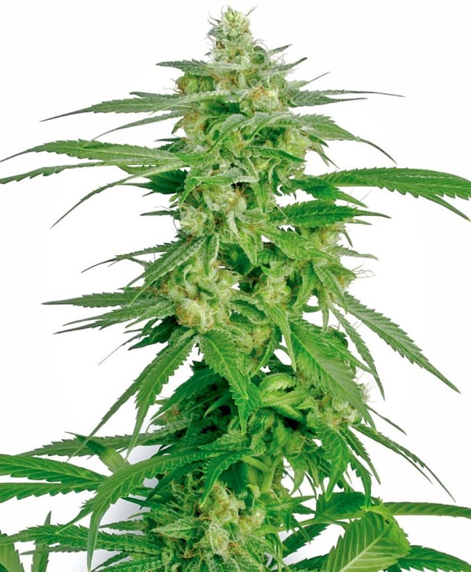 Sensi Seeds White Label'dan Holland's Hope Regular Kenevir Tohumları, 10 adet