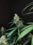 Fast Buds Cannabis Seeds Cheese Auto