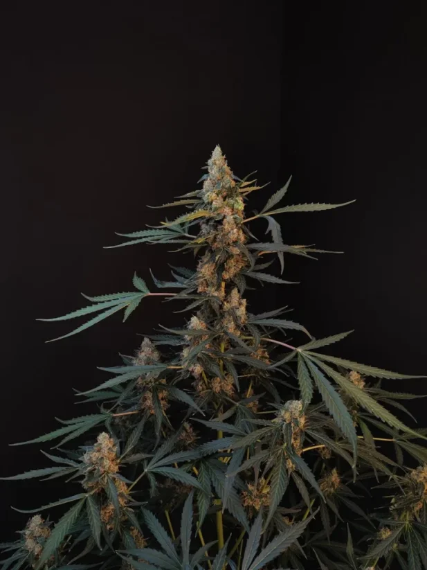 Hạt giống cần sa Fast Buds Northern Lights Auto