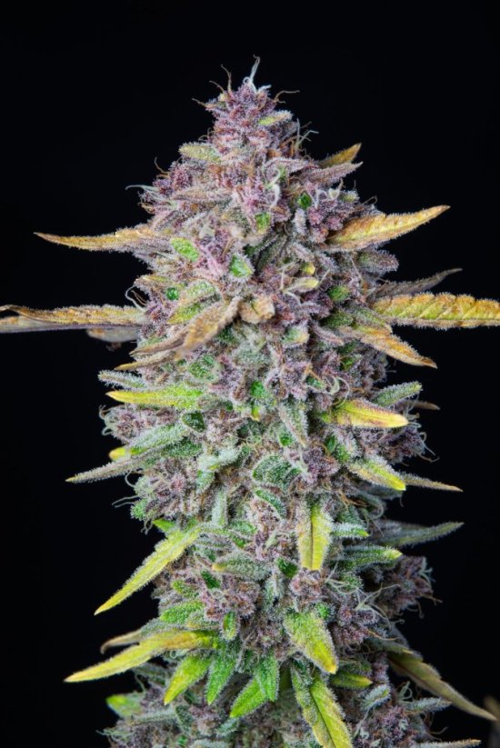 Fast Buds Cannabis Seeds Purple Punch Auto