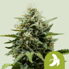 Royal Queen Seeds Semillas de Marihuana Fat Banana Auto