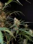 Fast Buds Kanepiseemned Jack Herer Auto