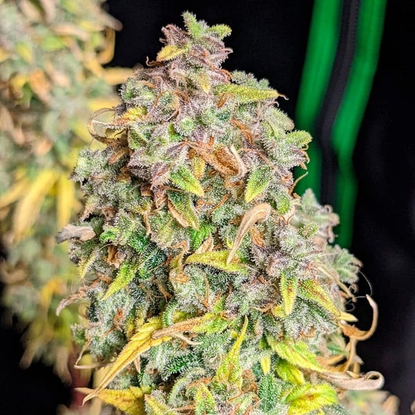 Royal Queen Seeds Biji Ganja Royal Cheese Auto