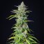 Royal Queen Seeds Cannabiszaden Northern Light Auto