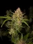 Fast Buds Cannabis Seeds Guava Auto