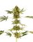 Sensi Seeds Cannabis Seeds Himalayan CBD® Feminized, 3-10 pcs