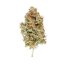 Royal Queen Seeds Seminte de canabis Easy Bud Auto