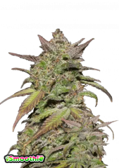 Smoothie s semeni konoplje Fast Buds Auto