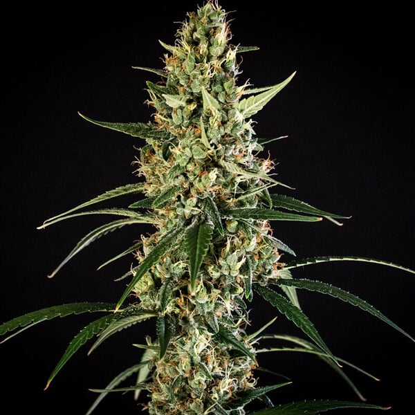 Royal Queen Seeds Graines de cannabis Hulkberry Auto