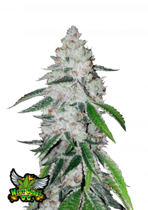 Fast Buds Sementes de Cannabis West Coast OG Auto