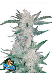 Fast Buds Cannabis Seeds Mexican Airlines Auto