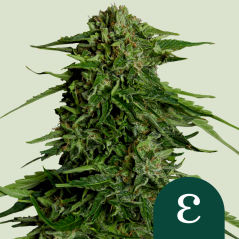 Royal Queen Seeds Sementes de Cannabis Epsilon F1 Auto