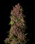 Fast Buds Sementes de Cannabis Crystal Meth Auto