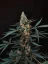 Fast Buds Sementes de Cannabis Northern Lights Auto