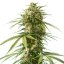 Royal Queen Seeds Cannabis Seeds Gushers Feminized