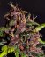 Fast Buds Cannabis Seeds Crystal Meth Auto