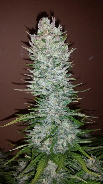 Hạt giống cần sa Fast Buds G14 Auto