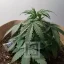 Blimburn Seeds კანაფის თესლი AK Auto