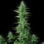 Royal Queen Seeds Насіння коноплі Royal Haze Auto