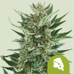 Royal Queen Seeds კანაფის თესლი სამეფო ყველი ავტო