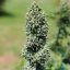 Royal Queen Seeds Cannabis Seeds Royal Cookies Auto