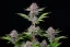 Fast Buds Sementes de Cannabis Roxo Punch Auto