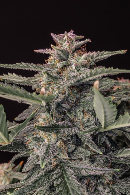 Fast Buds Sementes de Cannabis White Widow Auto