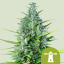 Royal Queen Seeds Graines de cannabis Royal Haze Auto