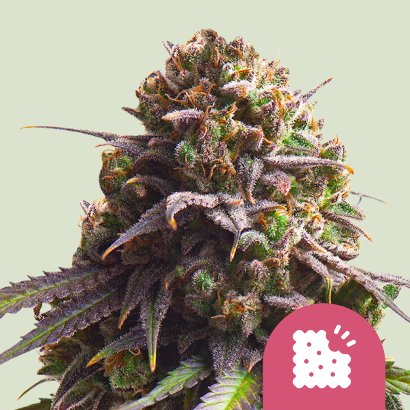 Royal Queen Seeds Cannabis Seeds Biscotti Feminized