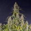 Royal Queen Seeds Graines de cannabis Hyperion F1 Auto