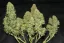 Semillas de Cannabis Fast Buds West Coast OG Auto