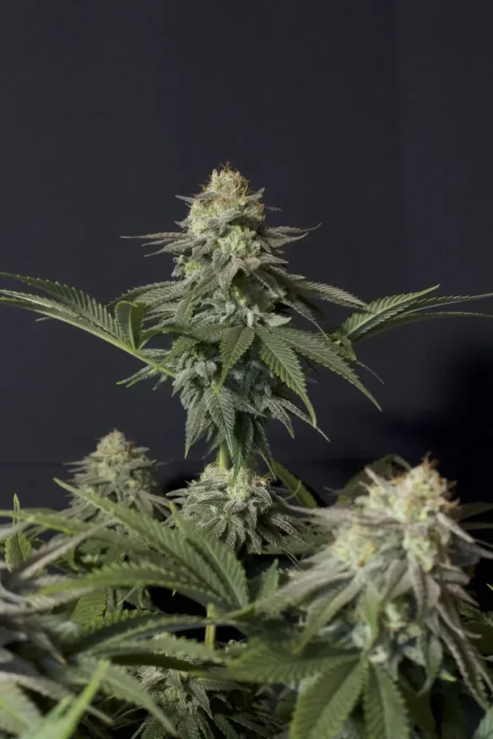 Fast Buds Sementes de Cannabis Sorvete de Laranja FF