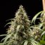 Royal Queen Seeds Semillas de Cannabis Cookies Gelato Auto