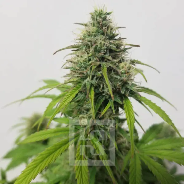 Blimburn Seeds კანაფის თესლი AK Auto