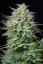 Fast Buds Cannabis Seeds Kosher Cake Auto