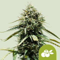 Royal Queen Seeds Cannabisfrø Haze Berry Auto