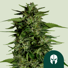 Royal Queen Seeds კანაფის თესლი Hyperion F1 Auto