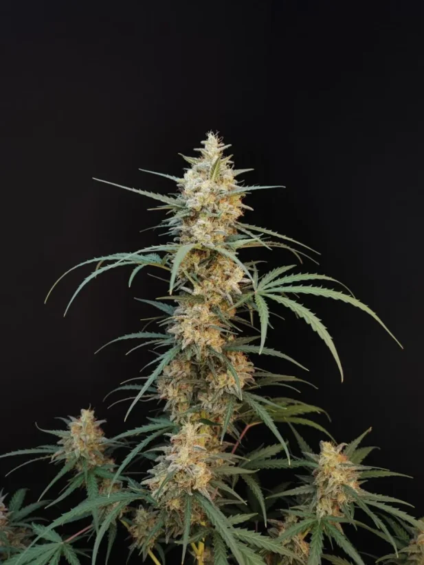 Насіння коноплі Fast Buds Chemdawg Auto