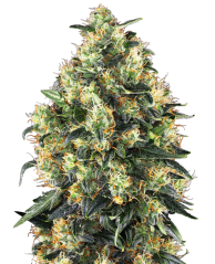 Sensi Seeds Cannabis Seeds Super Skunk Automatic® Feminized, 3-10 pcs