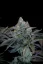 Fast Buds Cannabis Seeds Gorilla Cookies FF